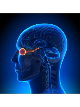 Sensory Systems & Intelligent Detection