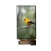 7 Inch 1080*1920 OLED Display Module With MIPI Interface and 800 Nits